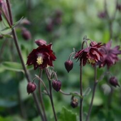 Aquilegia vulgaris Bordeaux Barlow