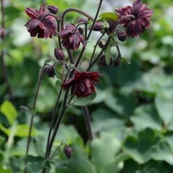 Aquilegia vulgaris Bordeaux Barlow