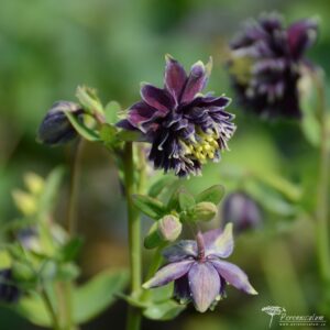 Aquilegia vulgaris Christa Barlow