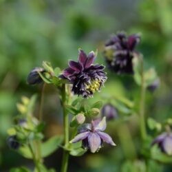 Aquilegia vulgaris Christa Barlow