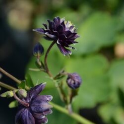 Aquilegia vulgaris Christa Barlow