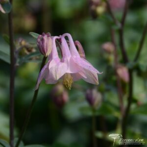 Aquilegia vulgaris Heidi