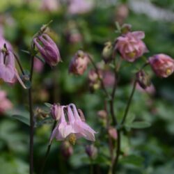 Aquilegia vulgaris Heidi