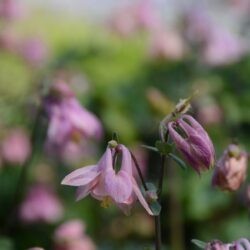 Aquilegia vulgaris Heidi