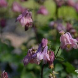 Aquilegia vulgaris Heidi