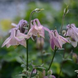 Aquilegia vulgaris Heidi