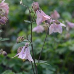 Aquilegia vulgaris Heidi