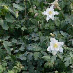Aquilegia vulgaris Kristall