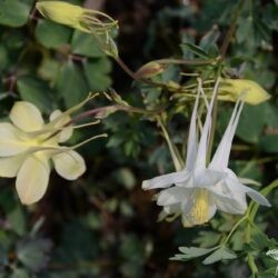 Aquilegia vulgaris Kristall