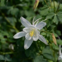 Aquilegia vulgaris Kristall