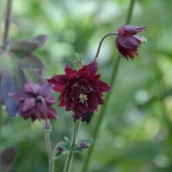 Aquilegia vulgaris Ruby Port