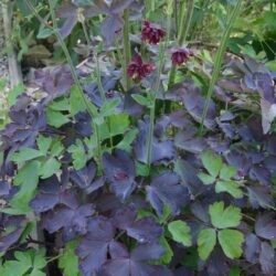 Aquilegia vulgaris Ruby Port