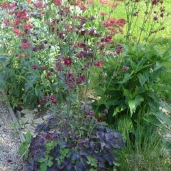 Aquilegia vulgaris Ruby Port
