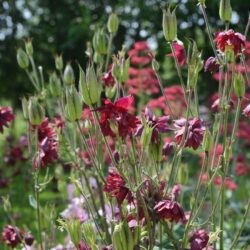 Aquilegia vulgaris Ruby Port