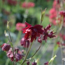 Aquilegia vulgaris Ruby Port