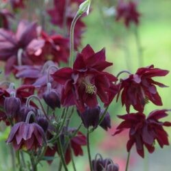 Aquilegia vulgaris Ruby Port