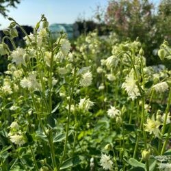 Aquilegia vulgaris White Barlow