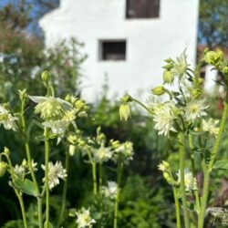 Aquilegia vulgaris White Barlow