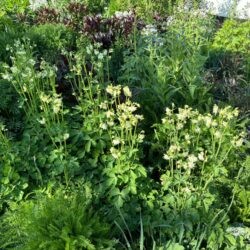 Aquilegia vulgaris White Barlow