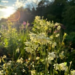 Aquilegia vulgaris White Barlow