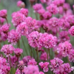 Armeria maritima Vesuv