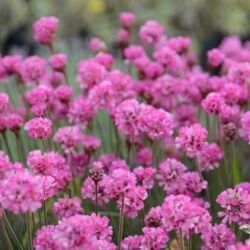 Armeria maritima Vesuv