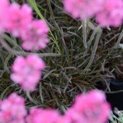 Armeria maritima Vesuv