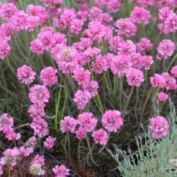 Armeria maritima Vesuv