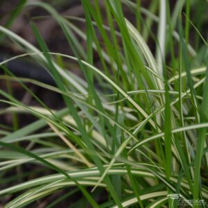 Carex morronowii Icedance
