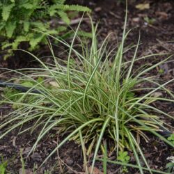 Carex morronowii Icedance
