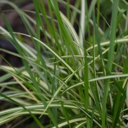 Carex morronowii Icedance