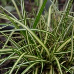 Carex morronowii Icedance