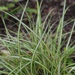 Carex morronowii Icedance