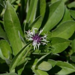 Centaurea montana Purple Heart