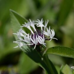 Centaurea montana Purple Heart