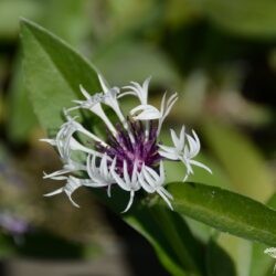 Centaurea montana Purple Heart