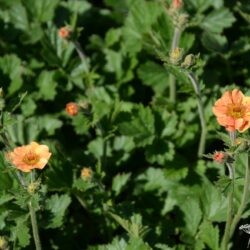 Geum chiloense Totaly Tangerine