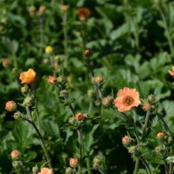 Geum chiloense Totaly Tangerine