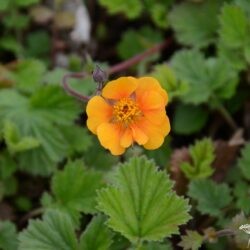 Geum coccineum Karlskaer