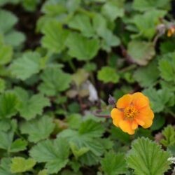 Geum coccineum Karlskaer