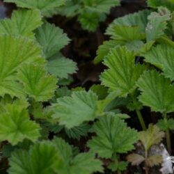 Geum coccineum Karlskaer