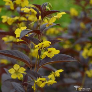 Lysimachia ciliata Firecracker