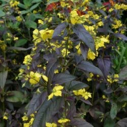 Lysimachia ciliata Firecracker