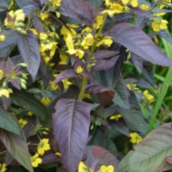 Lysimachia ciliata Firecracker