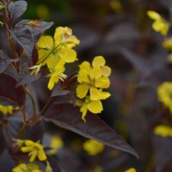 Lysimachia ciliata Firecracker
