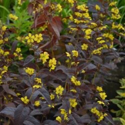 Lysimachia ciliata Firecracker