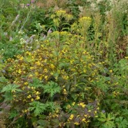 Lysimachia ciliata Firecracker