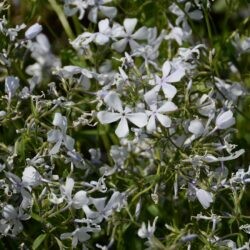Phlox divaricata May Breeze