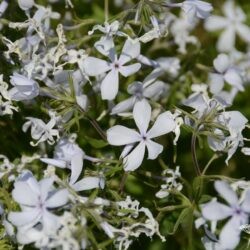 Phlox divaricata May Breeze