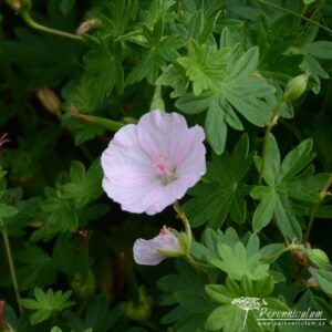 Geranium sanguineum Apfelblute